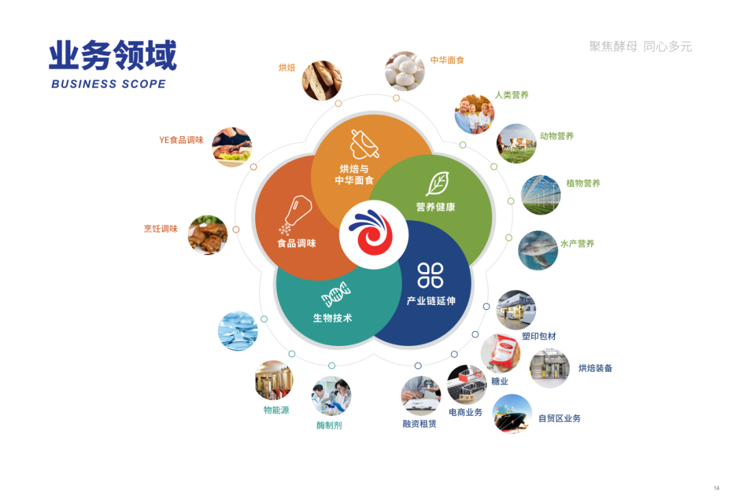 安琪业务领域