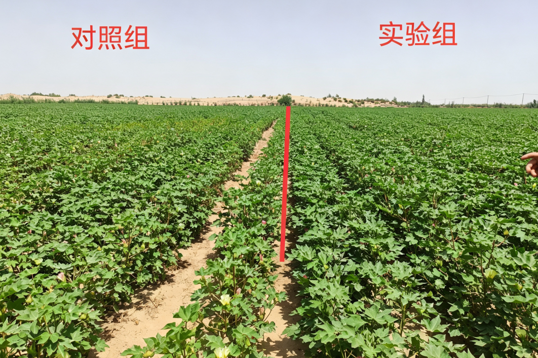 和田地区墨玉县（施用安琪福邦益微元，3.5kg/亩，施入2遍水）