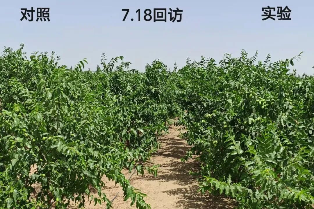 安琪益微元在红枣上完美