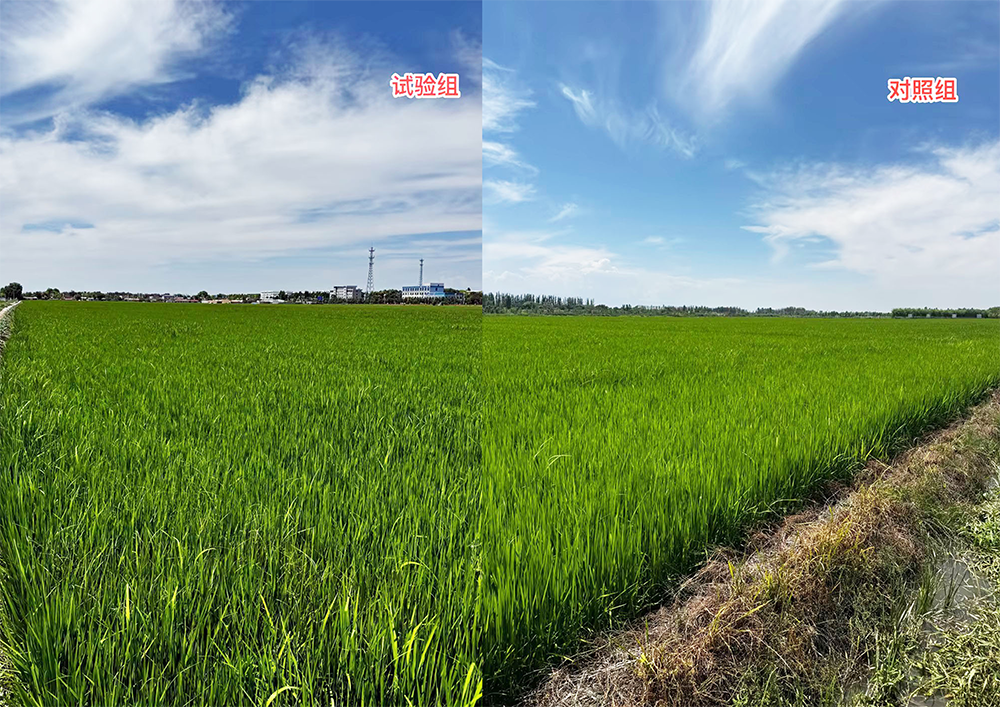 六十八团、自林米业试验田（施用安琪福邦颗粒有机肥）