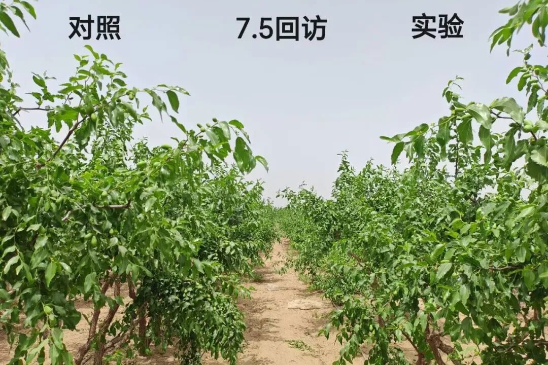 昆玉市四十七团（施用安琪福邦益微元 2-0-8，4kg/亩，施入2遍水）