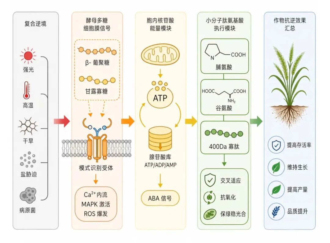 酵母源核苷酸与酵母多糖 酵母源核苷酸与酵母多糖