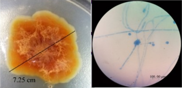 功能微生物的高效发挥 功能微生物的高效发挥
