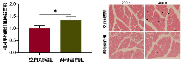 探究AnPro®酵母蛋白抗高龄小鼠肌肉衰老的功效和作用机制 探究AnPro®酵母蛋白抗高龄小鼠肌肉衰老的功效和作用机制