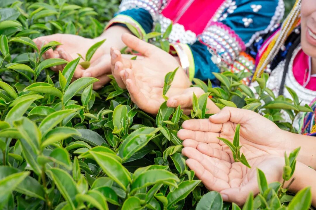 茶园用的是安琪酵母营养肥 茶园用的是安琪酵母营养肥